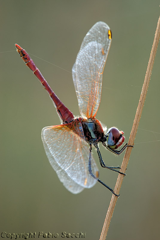 Sympetrum fonscolombii